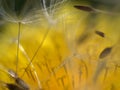 Dandelion macro Royalty Free Stock Photo