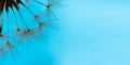 Dandelion macro background in blue color. Summer natural banner in cool shades