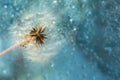 Dandelion macro background in blue color. Summer natural horizontal banner in cool shades with bokeh