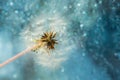 Dandelion macro background in blue color. Summer natural horizontal banner in cool shades with bokeh