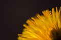 Dandelion macro Royalty Free Stock Photo