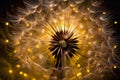 Dandelion macro close up with bokeh lights on background