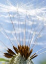 Dandelion macro Royalty Free Stock Photo