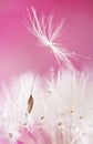 Dandelion macro fruit Royalty Free Stock Photo