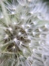 Macro dandelion