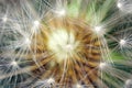Dandelion macro photo Royalty Free Stock Photo