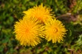 Dandelion macro photo. Yellow dandelion flower. Green dandelion leaves