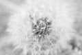 Dandelion Macro Royalty Free Stock Photo