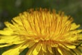 Dandelion Royalty Free Stock Photo