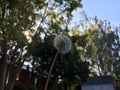 Dandelion