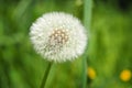 Dandelion. Macro shot of white fluffy dandelion, blurred background.