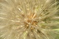 Dandelion macro Royalty Free Stock Photo