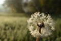 Dandelion in closeup Royalty Free Stock Photo