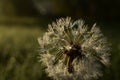 Dandelion in closeup Royalty Free Stock Photo