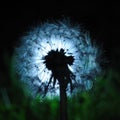 Dandelion magic garden lantern