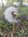 Dandelion Make a Wish Royalty Free Stock Photo
