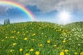 Dandelion meadow Royalty Free Stock Photo