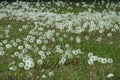 Dandelion meadow