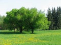 Dandelion meadow