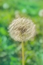 Dandelion on the meadow background Royalty Free Stock Photo