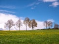 Dandelion meadow blooms in spring