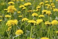 Dandelion. A meadow with bright yellow blooming flowers against a background of green grass. Colorful nature background for summer Royalty Free Stock Photo