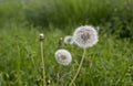 Dandelion in a meadow of green grass