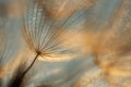 Dandelion in the meadow in the last rays of the sun, in warm shades Royalty Free Stock Photo