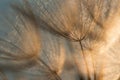 Dandelion in the meadow in the last rays of the sun, in warm shades Royalty Free Stock Photo