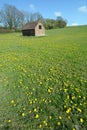 Dandelion meadow with shed in background Royalty Free Stock Photo