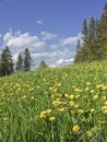 Dandelion meadow in spring Royalty Free Stock Photo