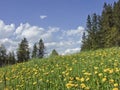 Dandelion meadow in spring Royalty Free Stock Photo