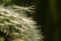 Dandelion at the meadow spring pollination seeds in green color Royalty Free Stock Photo