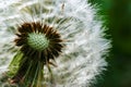 Dandelion at the meadow spring pollination seeds in green color Royalty Free Stock Photo