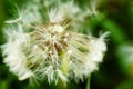 Dandelion at the meadow spring pollination seeds in green color Royalty Free Stock Photo