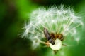 Dandelion at the meadow spring pollination seeds in green color Royalty Free Stock Photo