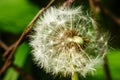 Dandelion at the meadow spring pollination seeds in green color