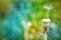 Dandelion at the meadow spring pollination seeds in green color Royalty Free Stock Photo