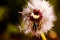 Dandelion at the meadow spring pollination seeds in green color Royalty Free Stock Photo
