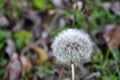 Dandelion at the meadow spring pollination seeds in green color