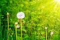 Dandelion on the meadow at sunlight background. Royalty Free Stock Photo