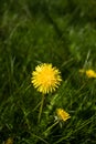 Dandelion On Meadow In Sunny Day In Spring Close-Up Royalty Free Stock Photo