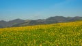 Dandelion meadows in Orendain, Euskadi Royalty Free Stock Photo