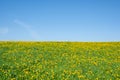 Dandelion meadows in Orendain, Euskadi Royalty Free Stock Photo