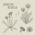 Dandelion medical botanical isolated illustration. Plant, flowers, leaves, seed, root hand drawn set. Vintage outline