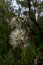 Dandelion on the mountain Royalty Free Stock Photo