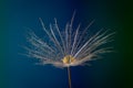 Dandelion on a multicolored background with a droplet of dew Royalty Free Stock Photo