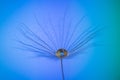 Dandelion on a multicolored background with a droplet of dew Royalty Free Stock Photo