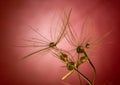 Dandelion on a multicolored background with a droplet of dew Royalty Free Stock Photo