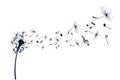 Dandelion with music notes. Royalty Free Stock Photo